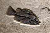 Museum-Quality Green River Fossil Fish Triptych #369070-6